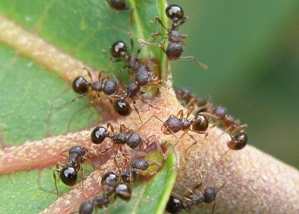 Pristomyrmex punctatus